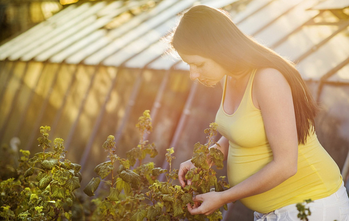 Виноград, польза винограда при беременности