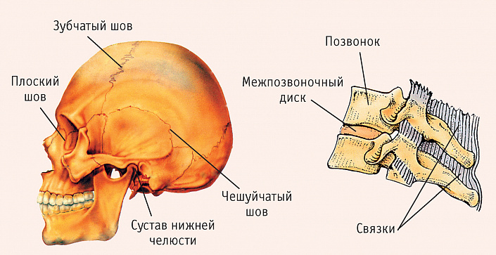 Анатомия черепа (иллюстрации)