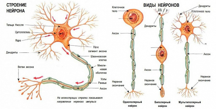 Биология. 10 класс