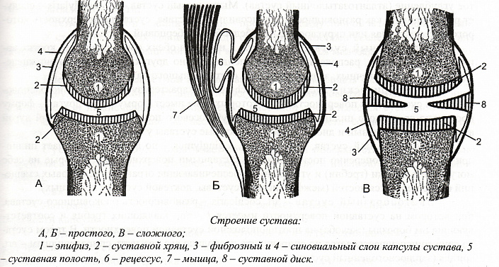 Про суставы