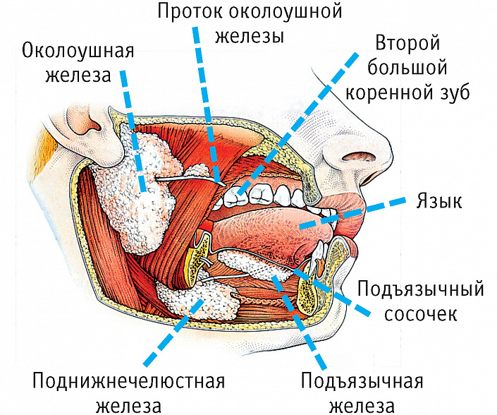 лицо человека в разрезе