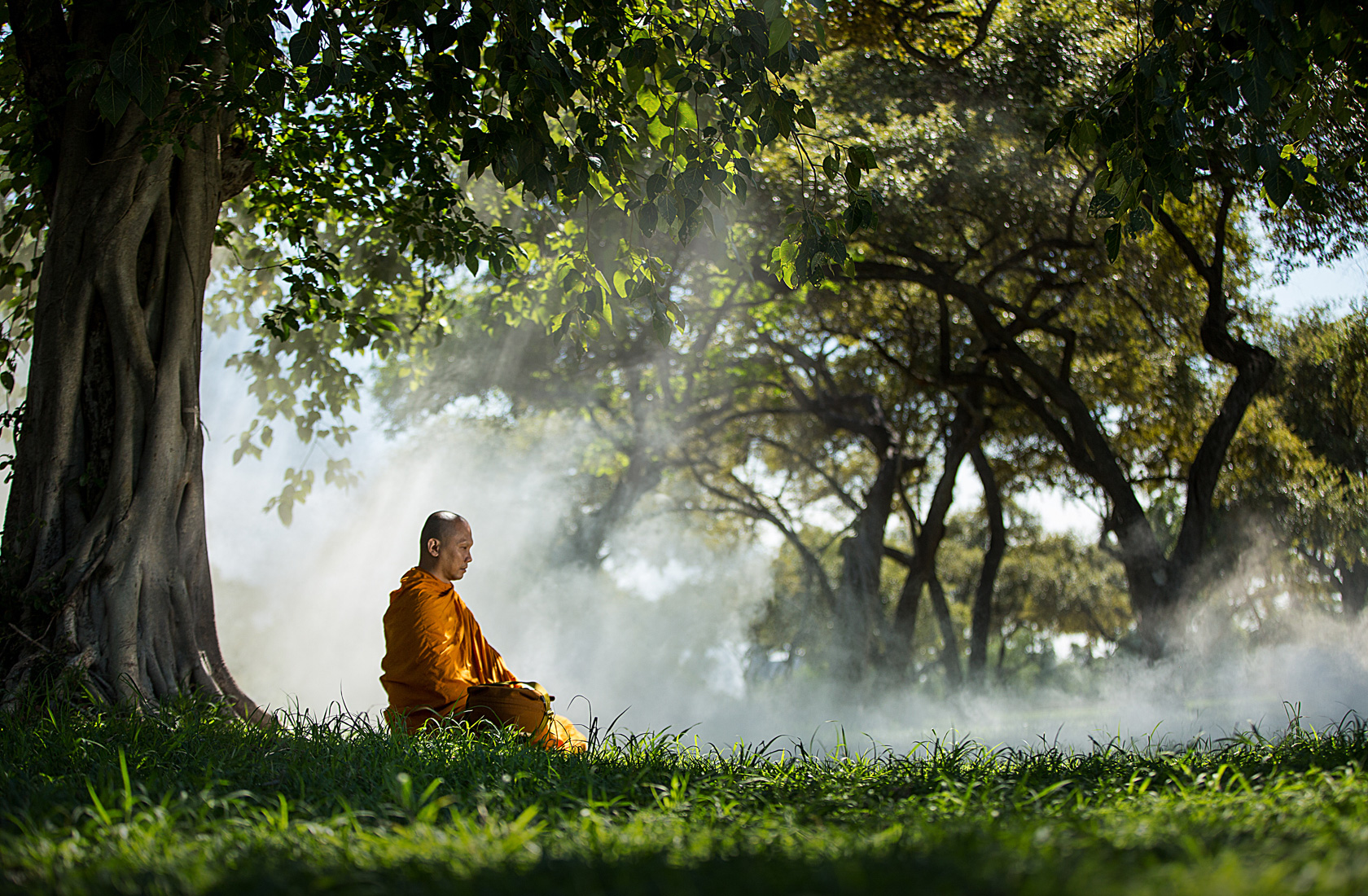 Медитация под деревом