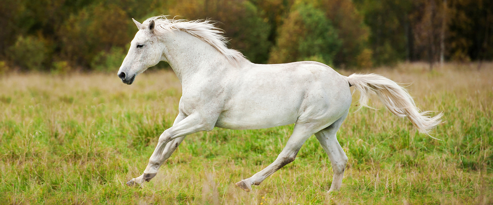 Притча о лошади. Арабо-Терская порода лошадей. Терская лошадь. Белый конь на лугу. Седая лошадь.