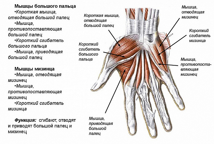 Как называется верхняя часть кисти. 04e66fcd8aff41e699e43cb466f712c4. Как называется верхняя часть кисти фото. Как называется верхняя часть кисти-04e66fcd8aff41e699e43cb466f712c4. картинка Как называется верхняя часть кисти. картинка 04e66fcd8aff41e699e43cb466f712c4