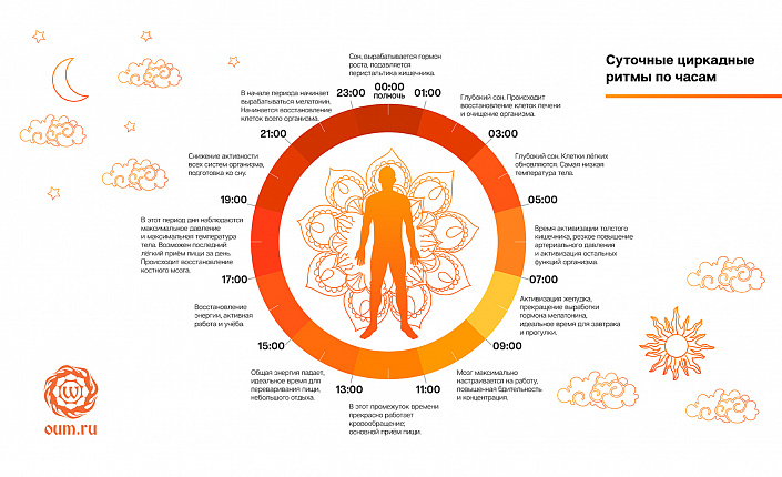 Циркадные ритмы человека по часам схема