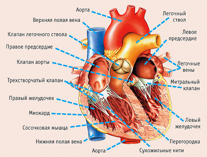 Как называется наука изучающая сердце. 5e9edd3c0fe38eef52fbdf8f1314f0dc. Как называется наука изучающая сердце фото. Как называется наука изучающая сердце-5e9edd3c0fe38eef52fbdf8f1314f0dc. картинка Как называется наука изучающая сердце. картинка 5e9edd3c0fe38eef52fbdf8f1314f0dc