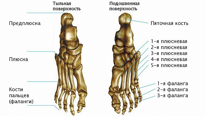 Скелет стопы фото