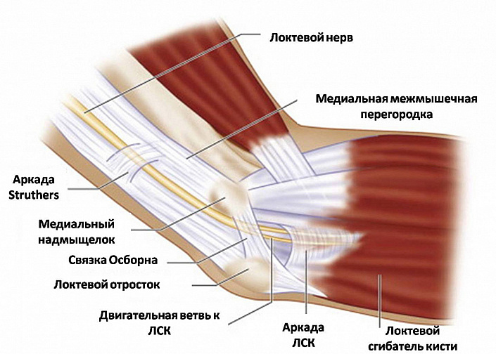 Что такое локоть человека. Смотреть фото Что такое локоть человека. Смотреть картинку Что такое локоть человека. Картинка про Что такое локоть человека. Фото Что такое локоть человека