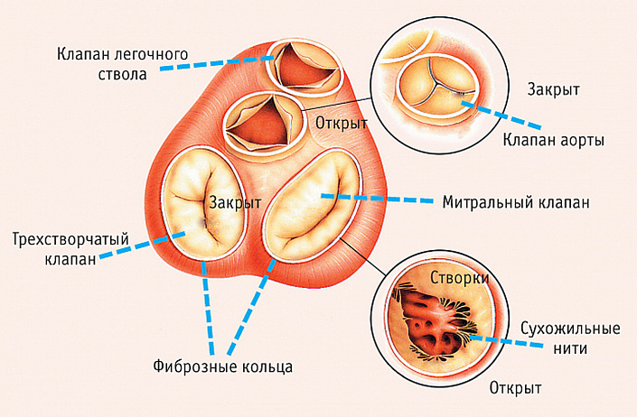 Как называется наука изучающая сердце. b2594c0b3bba215dc23351c742e15aad. Как называется наука изучающая сердце фото. Как называется наука изучающая сердце-b2594c0b3bba215dc23351c742e15aad. картинка Как называется наука изучающая сердце. картинка b2594c0b3bba215dc23351c742e15aad