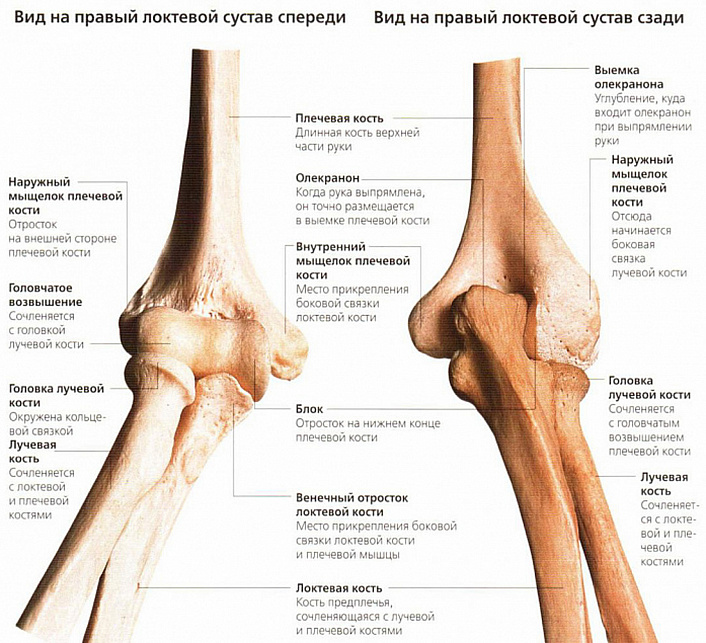 Что такое локоть человека. Смотреть фото Что такое локоть человека. Смотреть картинку Что такое локоть человека. Картинка про Что такое локоть человека. Фото Что такое локоть человека