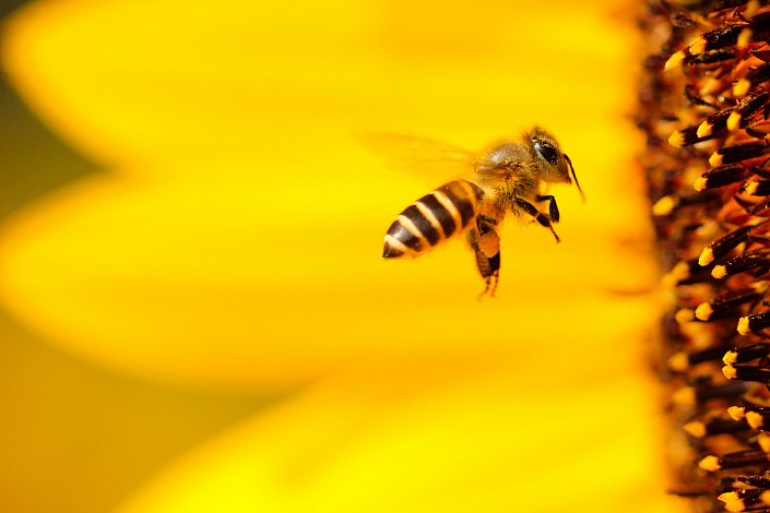 Что общего у людей и пчел