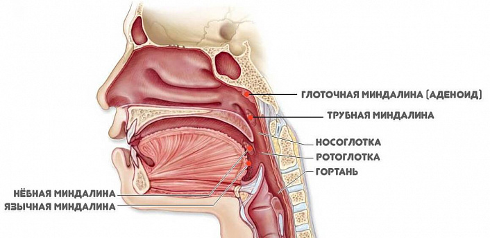 Лимфа значение в жизнедеятельности организма