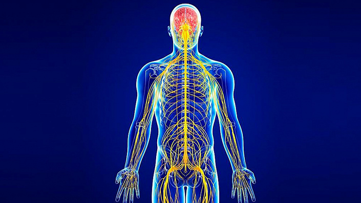 Общая схема строения нервной системы человека