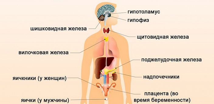 гормональная система