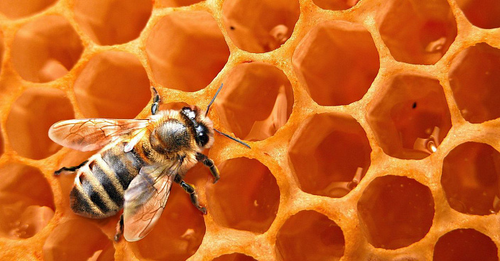 Пчелиная пыльца при молочнице thumbnail