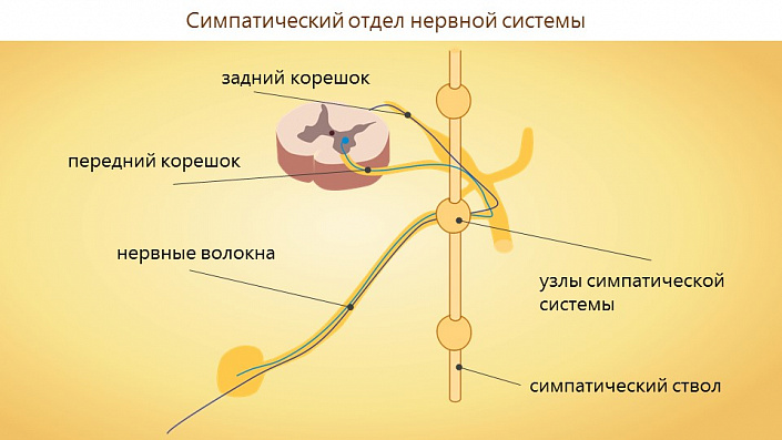 Что относится к пнс