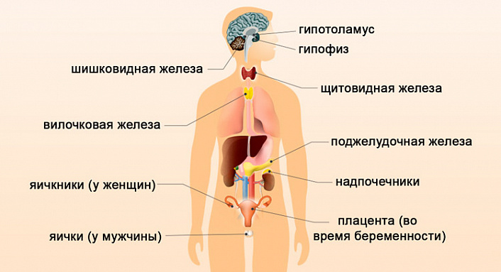 анатомия эндокринной системы