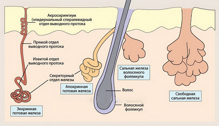 Лимфа значение в жизнедеятельности организма