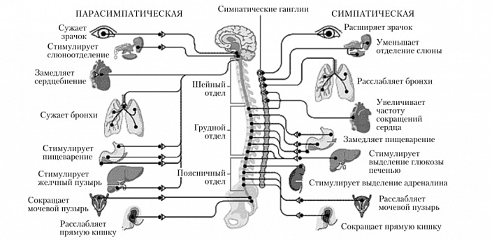 Что относится к пнс