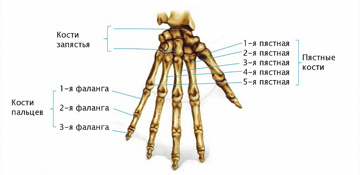 Кости руки фото и названия